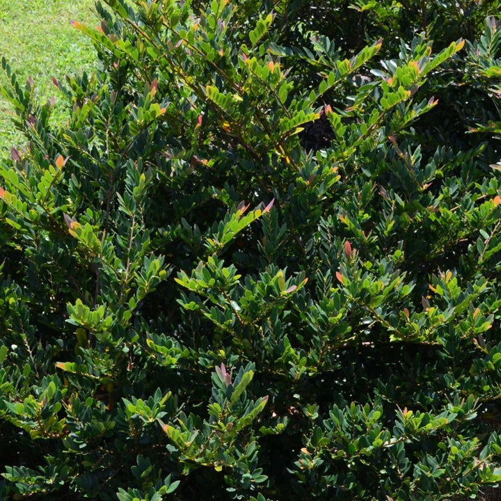 Coppertone Distylium with copper new growth and blue green foliage