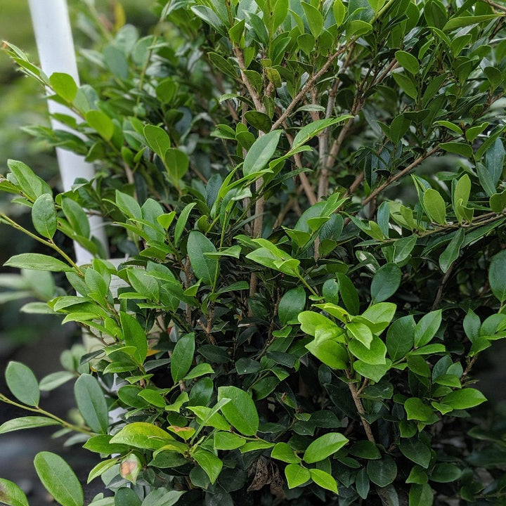Emerald Heights Distylium with glossy green evergreen foliage