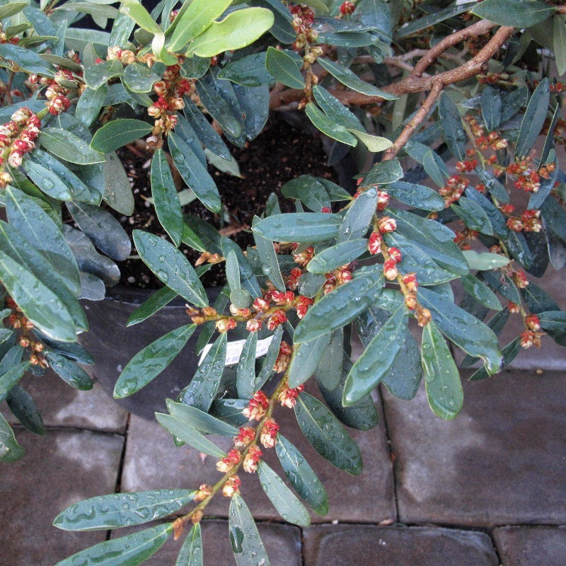 Distylium myricoides with arching blue green evergreen foliage
