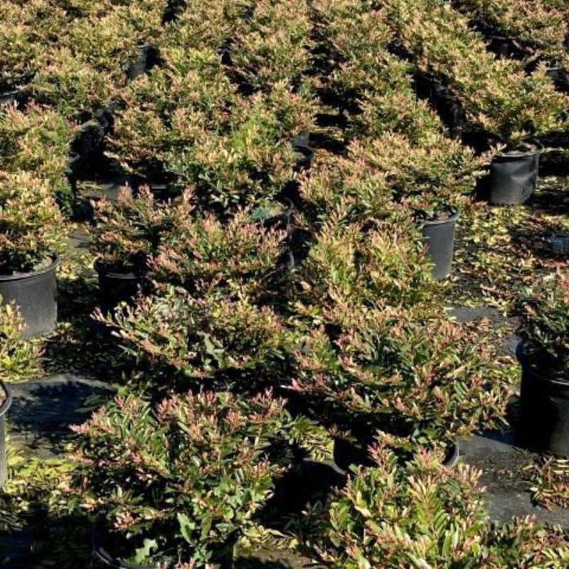 Spring Frost Distylium with pale gold new growth and red stems