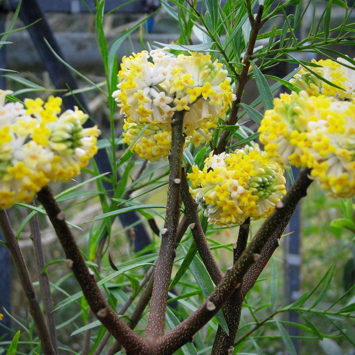Edgeworthia Paperbush with fragrant creamy winter flowers on bare branches