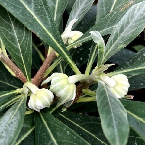 Edgeworthia Paperbush with fragrant creamy winter flowers on bare branches