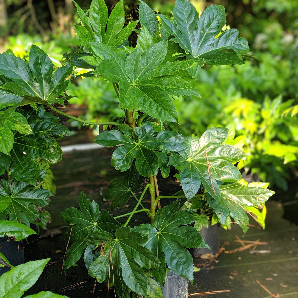 Japanese Aralia with huge glossy dark green palmate leaves