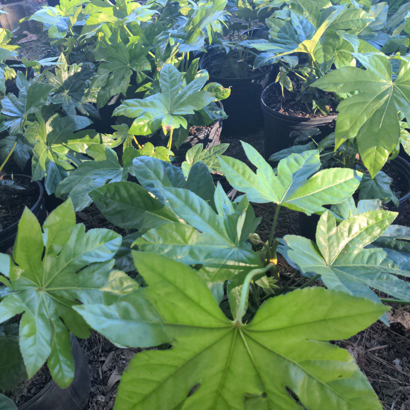 Fatsia japonica