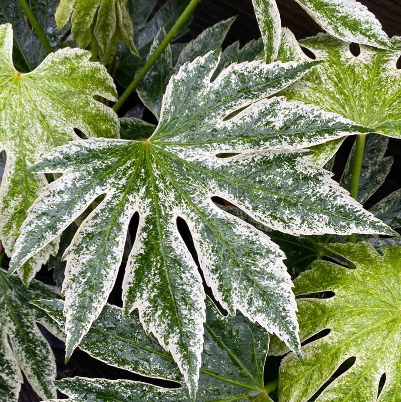 white spider web plant Fatsia Spider's Web
