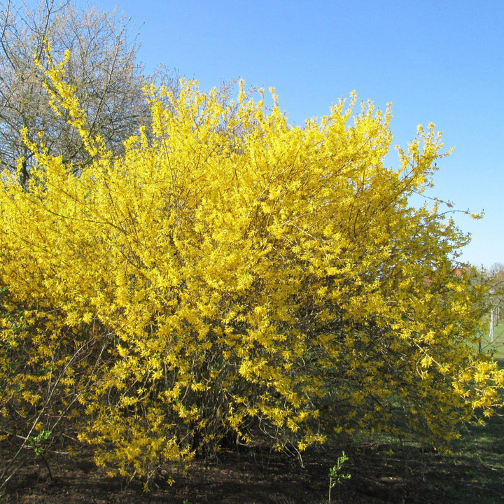 Spring Glory Forsythia covered with golden yellow spring flowers