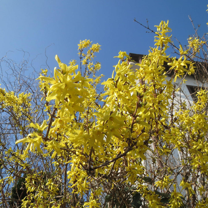 Spring Glory Forsythia covered with golden yellow spring flowers
