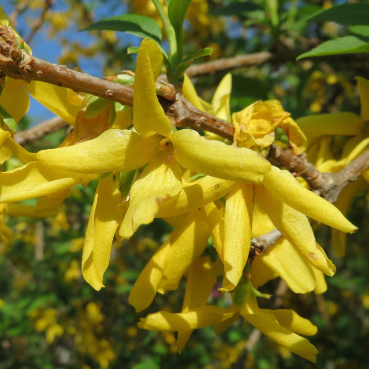 Spring Glory Forsythia covered with golden yellow spring flowers