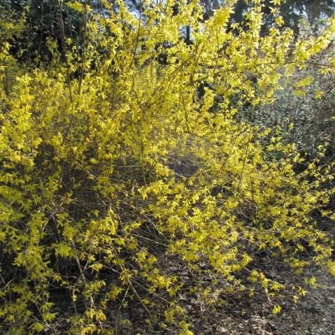 Spring Glory Forsythia covered with golden yellow spring flowers