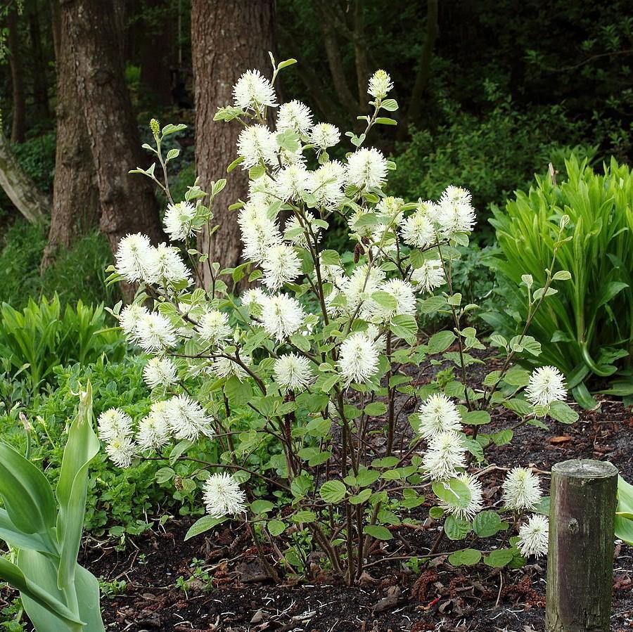 Mount Airy Fothergilla with white bottlebrush flowers and colorful fall foliage