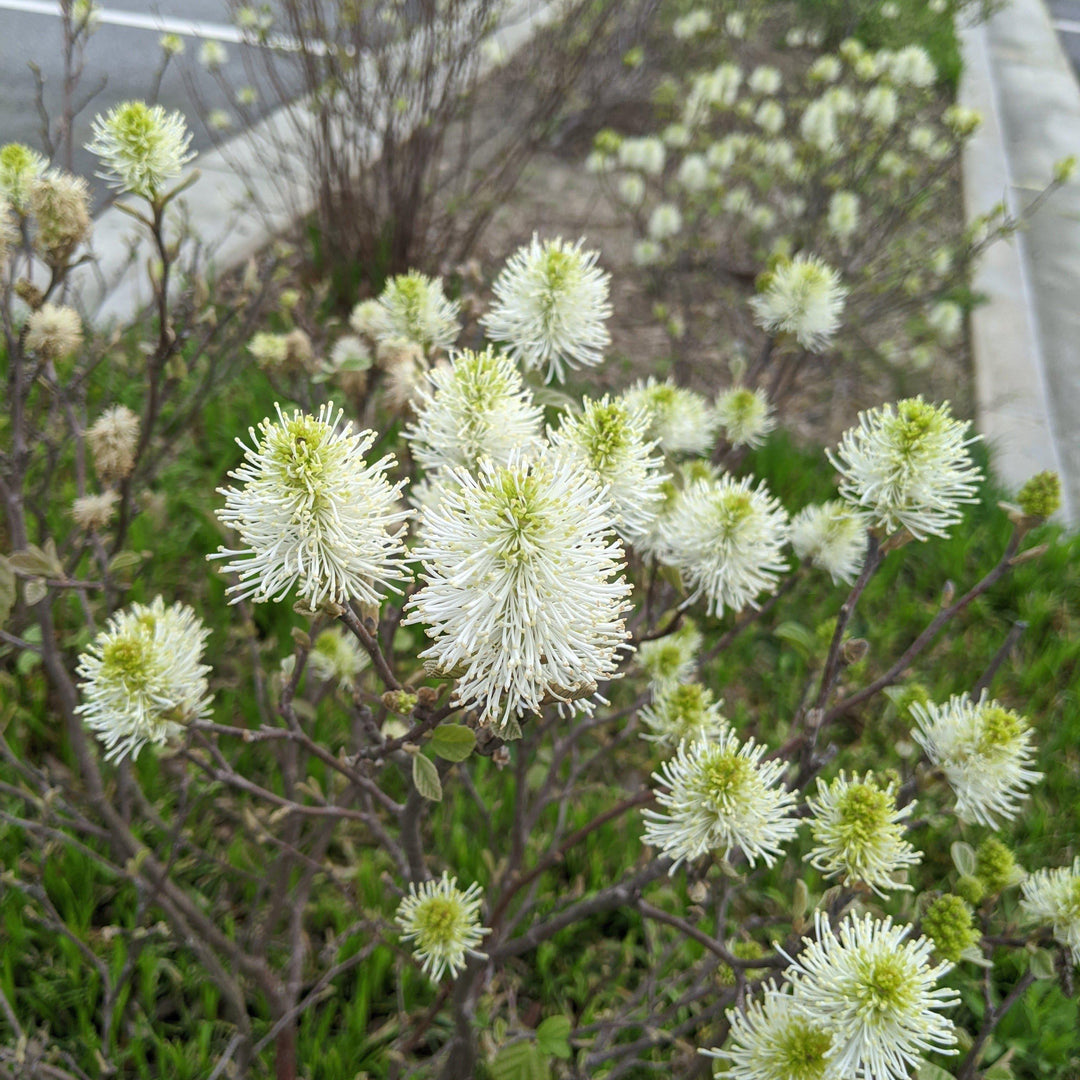 Mount Airy Fothergilla with white bottlebrush flowers and colorful fall foliage