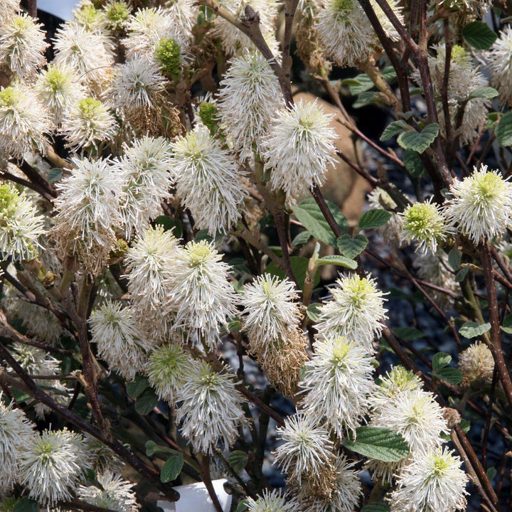 Mount Airy Fothergilla with white bottlebrush flowers and colorful fall foliage