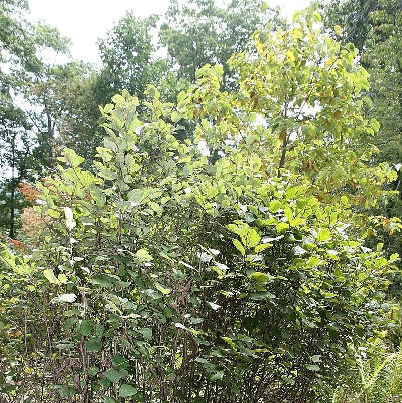 Mount Airy Fothergilla with white bottlebrush flowers and colorful fall foliage