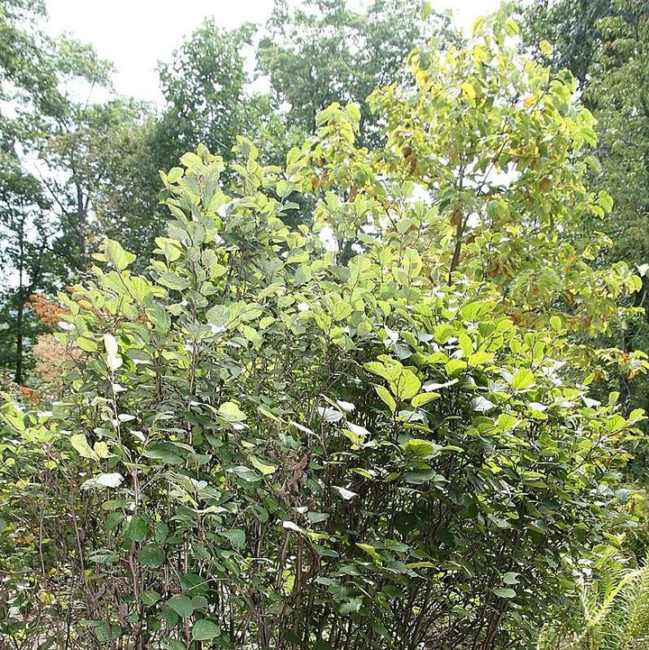 Mount Airy Fothergilla with white bottlebrush flowers and colorful fall foliage