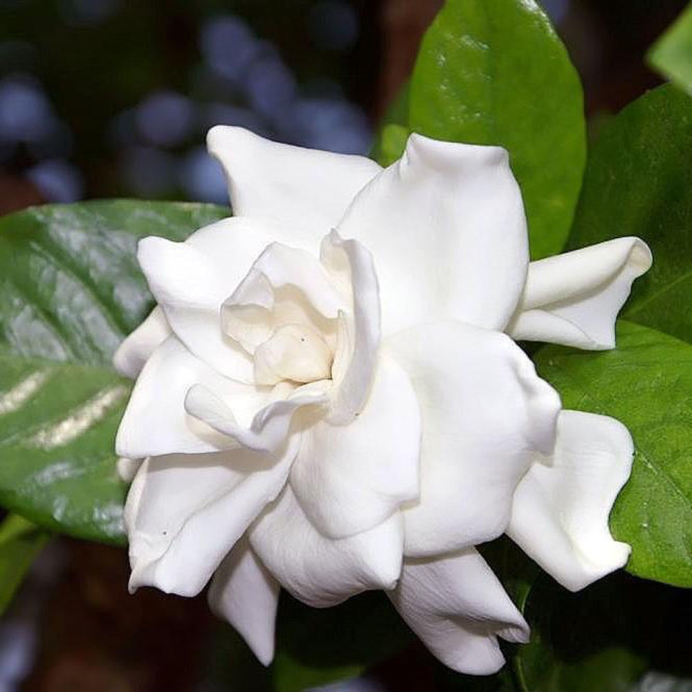 August Beauty Gardenia with large fragrant double white flowers