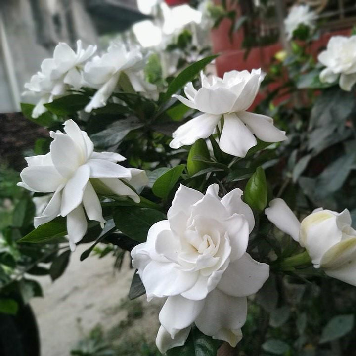 Frostproof Gardenia with fragrant white flowers and glossy green leaves