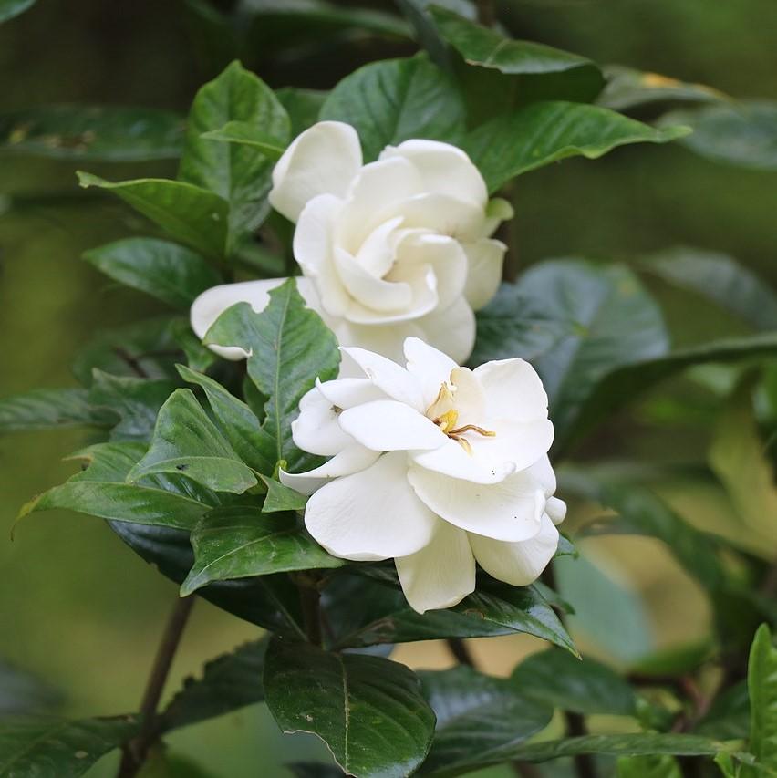 Jubilation Gardenia