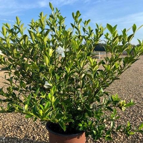 Jubilation Gardenia with fragrant double white flowers and glossy foliage