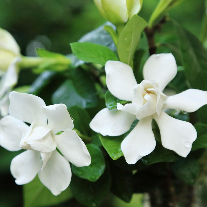 Radicans Gardenia with low spreading glossy foliage and white flowers