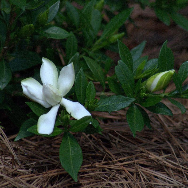 Radicans Gardenia with low spreading glossy foliage and white flowers