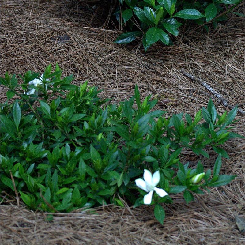 Radicans Gardenia with low spreading glossy foliage and white flowers