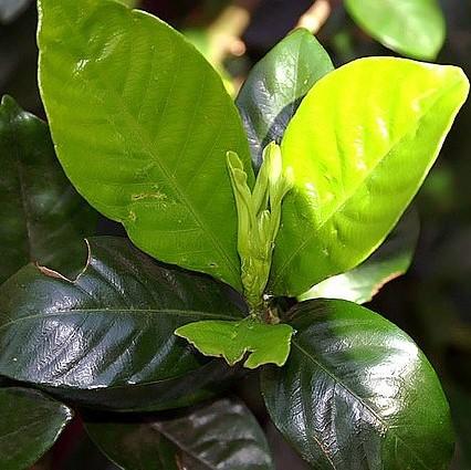 Radicans Gardenia with low spreading glossy foliage and white flowers