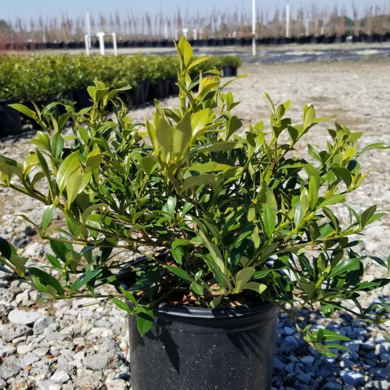 Radicans Gardenia with low spreading glossy foliage and white flowers