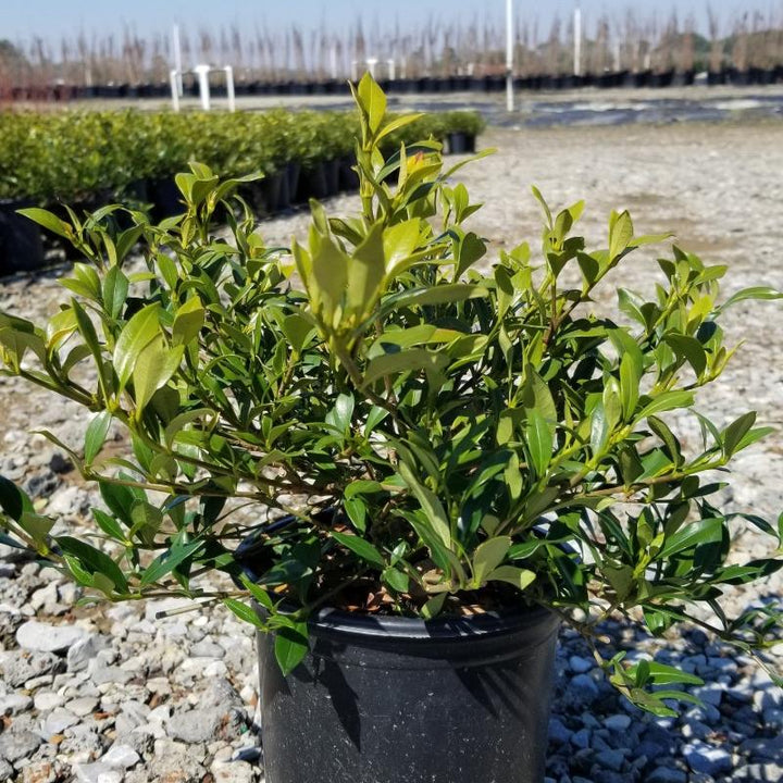 Radicans Gardenia with low spreading glossy foliage and white flowers