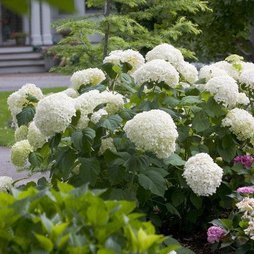 Incrediball Smooth Hydrangea with massive white flower clusters on sturdy stems