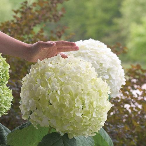 Incrediball Smooth Hydrangea with massive white flower clusters on sturdy stems