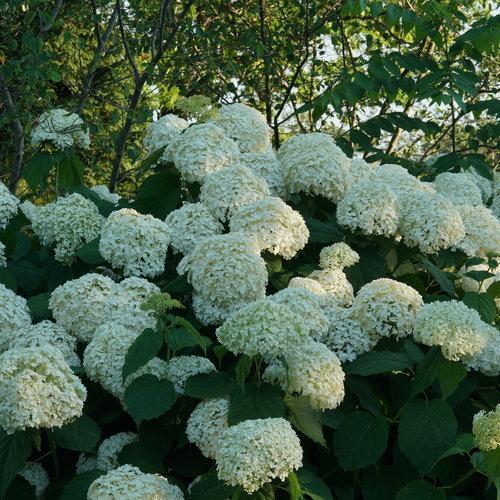 Incrediball Smooth Hydrangea with massive white flower clusters on sturdy stems