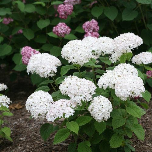 Invincibelle Wee White Hydrangea with compact white flower clusters