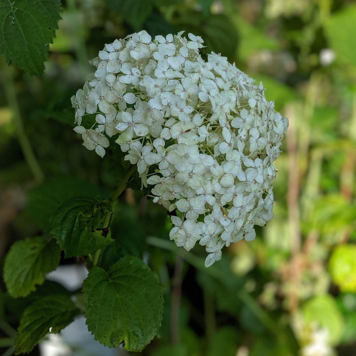 Invincibelle Wee White Hydrangea with compact white flower clusters