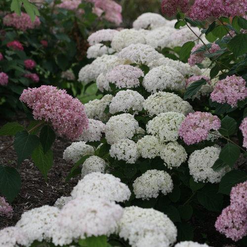 Invincibelle Wee White Hydrangea with compact white flower clusters