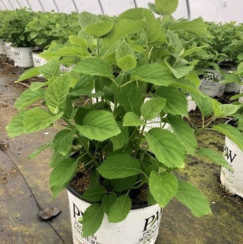 Invincibelle Wee White Hydrangea with compact white flower clusters