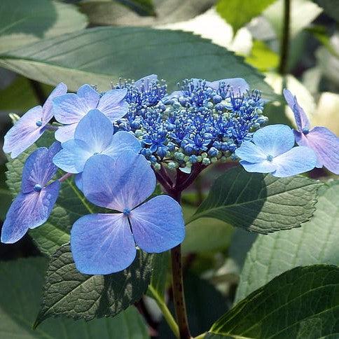 Hydrangea Endless Summer® Pop Star® | GoBuyPlants