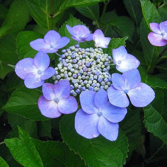 Pop Star Hydrangea with blue lacecap flowers and dark green foliage