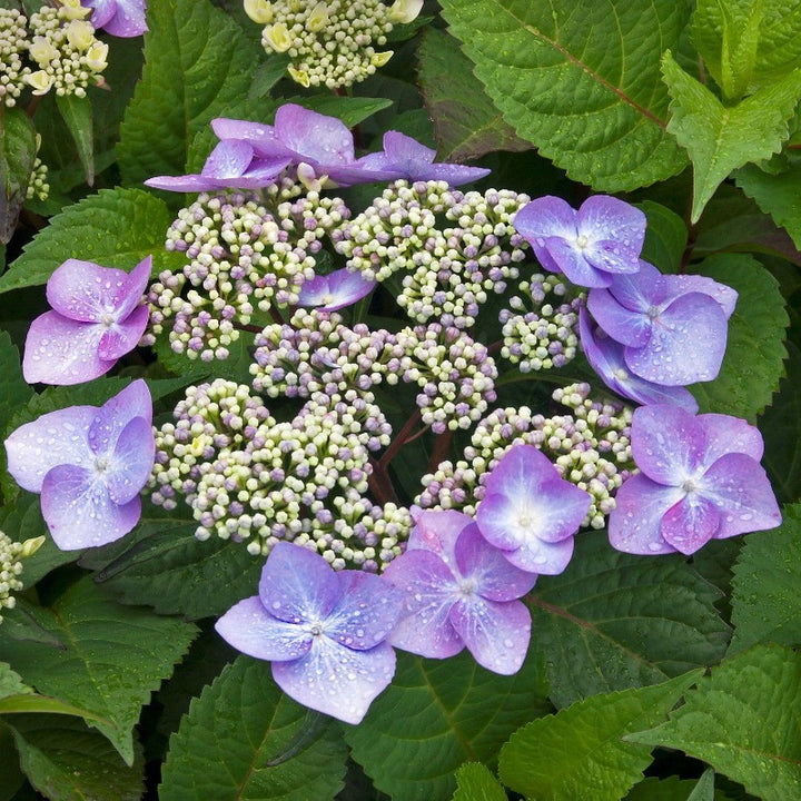 gobuyplants-shrub-3-gallon-