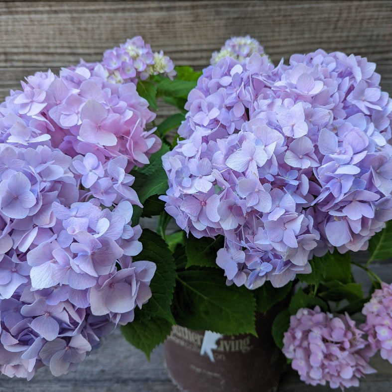 Big Daddy Hydrangea with extra large blue mophead flowers