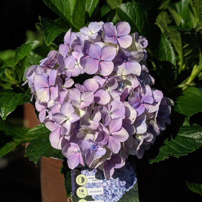 Big Daddy Hydrangea with extra large blue mophead flowers