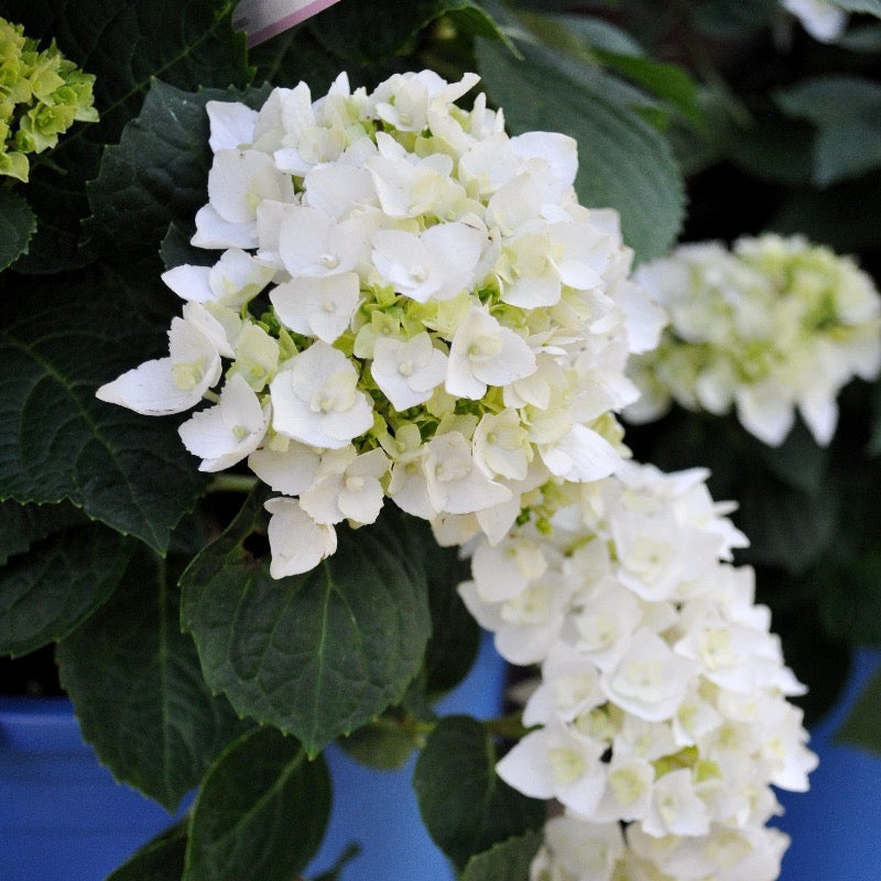 Blushing Bride Hydrangea with white mophead flowers aging to soft pink