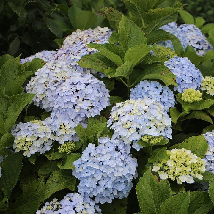 Dooley Hydrangea with soft blue lacecap flowers
