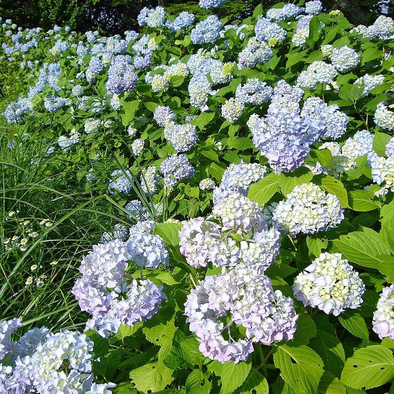 Dooley Hydrangea with soft blue lacecap flowers