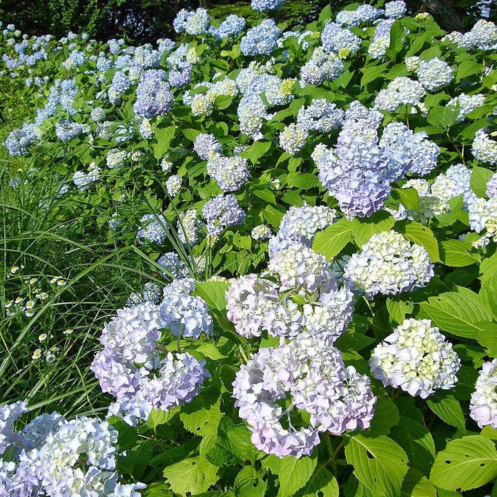 Dooley Hydrangea with soft blue lacecap flowers