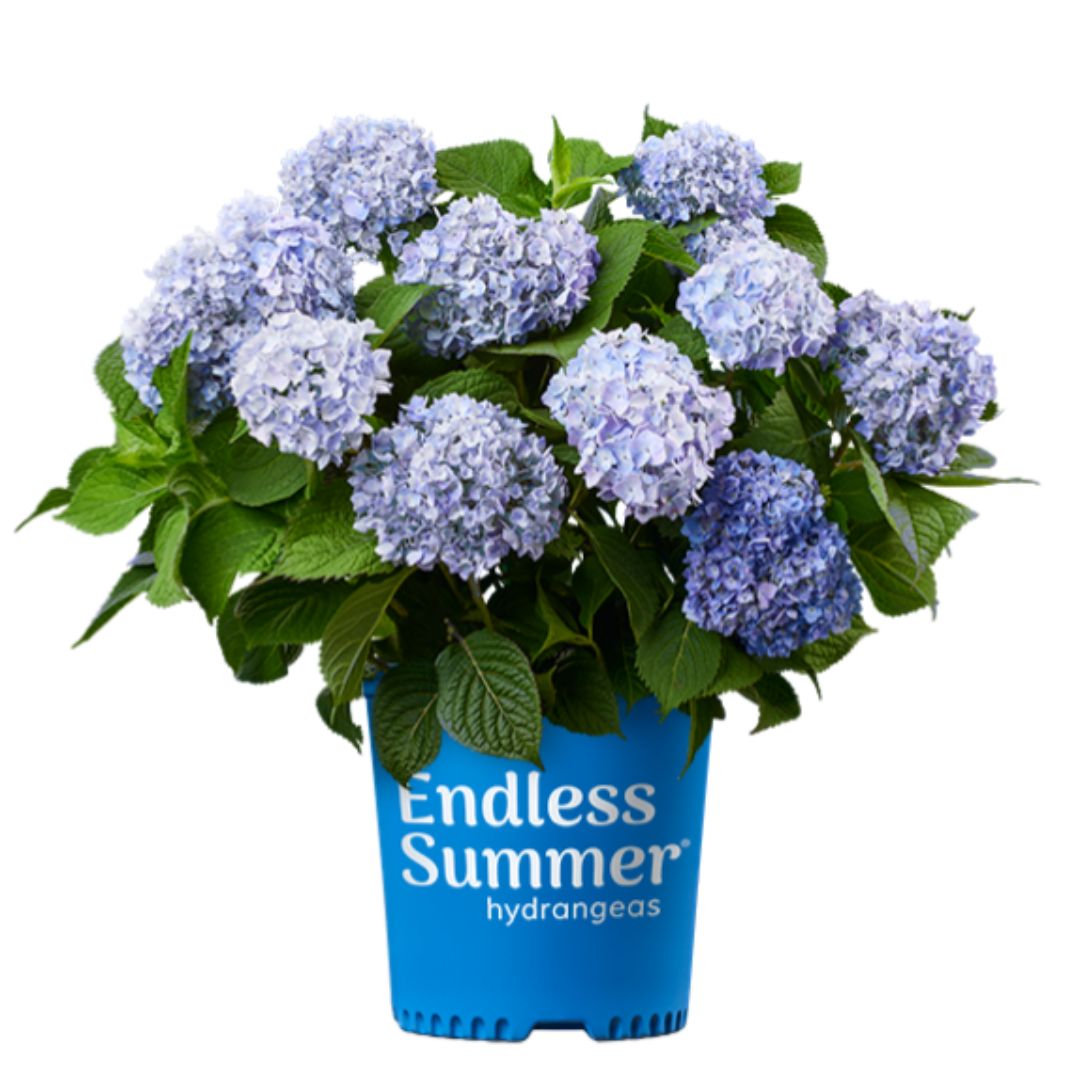 Endless Summer Hydrangea with large blue mophead flower clusters