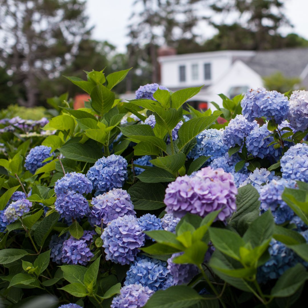 Endless Summer Hydrangea with large blue mophead flower clusters
