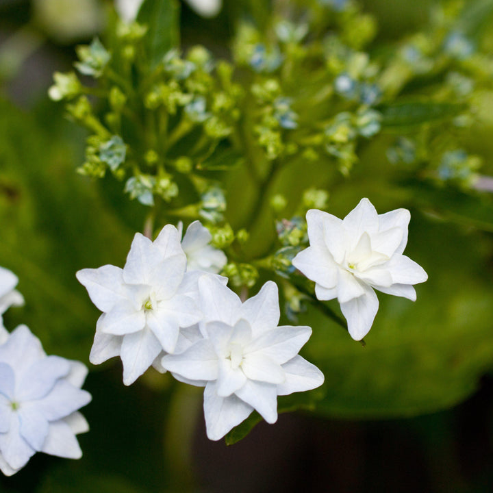 Fuji Waterfall Hydrangea with cascading double white lacecap flowers