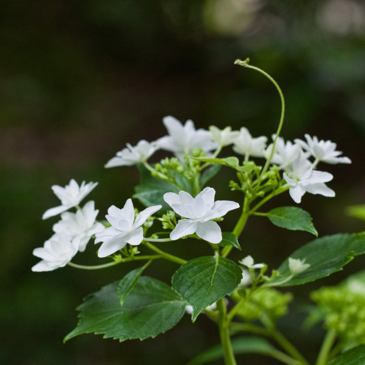 Fuji Waterfall Hydrangea with cascading double white lacecap flowers