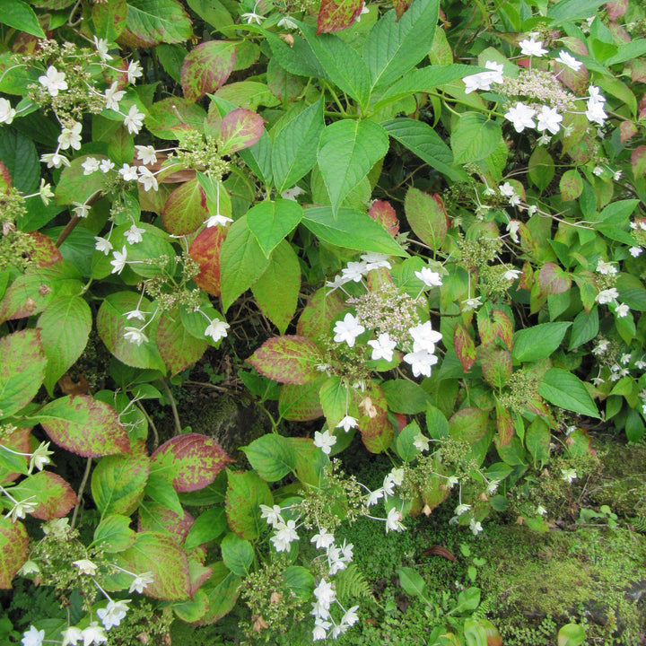 Fuji Waterfall Hydrangea with cascading double white lacecap flowers