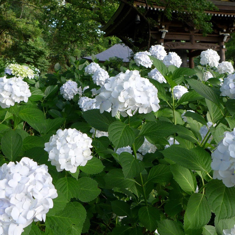 Sister Theresa Hydrangea with crisp white mophead flowers